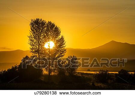 Stock Photo - Silhouettes of trees at sunset in Picabo, Idaho, USA. Fotosearch