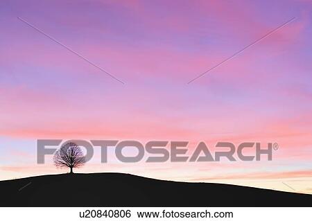 Stock Photograph - Single tree at sunset. Fotosearch