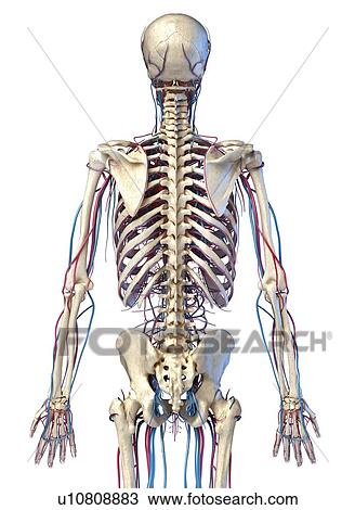 Skeleton and vascular system, illustration View Large Photo Image Stock Image - Skeleton and vascular system, illustration. Fotosearch