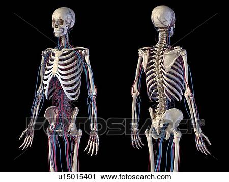 Stock Image - Skeleton and vascular system, illustration. Fotosearch