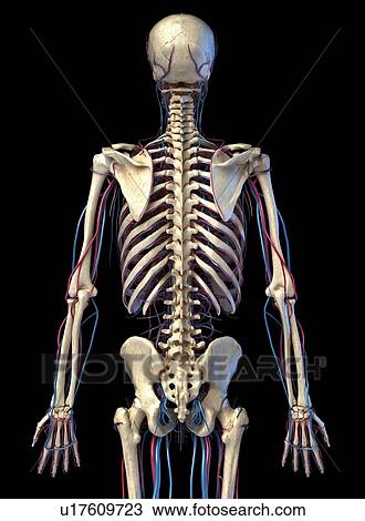 Skeleton and vascular system, illustration View Large Photo Image Stock Image - Skeleton and vascular system, illustration. Fotosearch