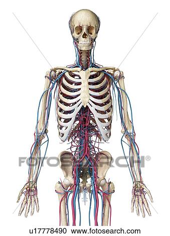 Skeleton and vascular system, illustration View Large Photo Image Stock Image - Skeleton and vascular system, illustration. Fotosearch