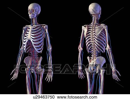 Skeleton and vascular system, illustration View Large Photo Image Stock Image - Skeleton and vascular system, illustration. Fotosearch