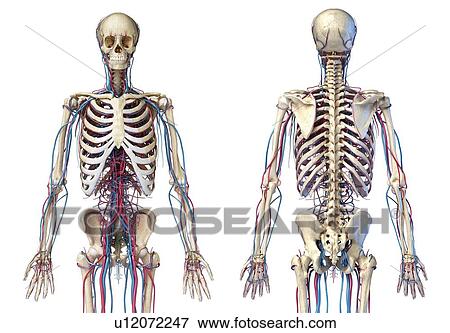 Skeleton and vascular system, illustration View Large Photo Image Stock Photo - Skeleton and vascular system, illustration. Fotosearch