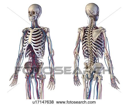 Stock Photo - Skeleton and vascular system, illustration. Fotosearch