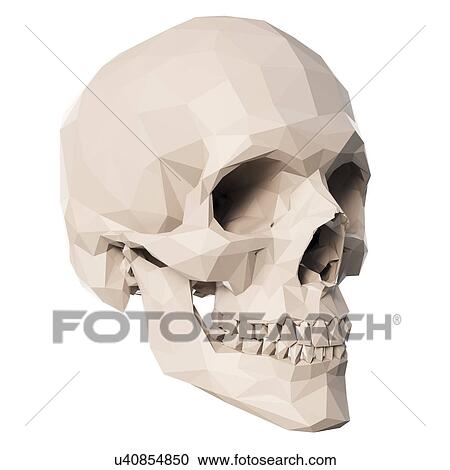 Skull, illustration View Large Photo Image Stock Image - Skull, illustration. Fotosearch