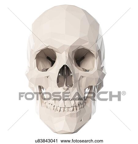 Stock Image - Skull, illustration. Fotosearch