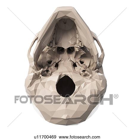 Stock Photo - Skull, illustration. Fotosearch