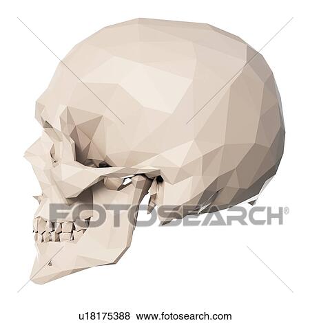 Stock Photo - Skull, illustration. Fotosearch
