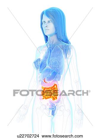 Small intestine, illustration View Large Photo Image Picture - Small intestine, illustration. Fotosearch