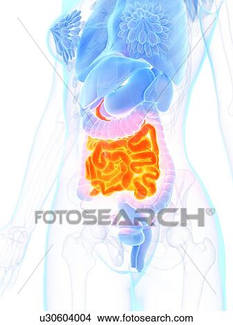 Picture - Small intestine, illustration. Fotosearch