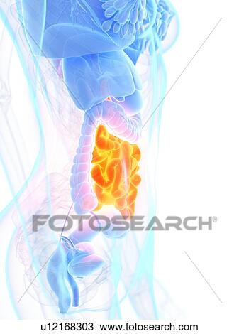 Small intestine, illustration View Large Photo Image Stock Image - Small intestine, illustration. Fotosearch