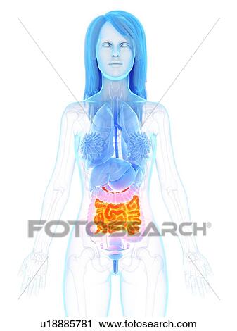 Stock Image - Small intestine, illustration. Fotosearch