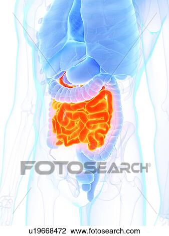 Stock Image - Small intestine, illustration. Fotosearch