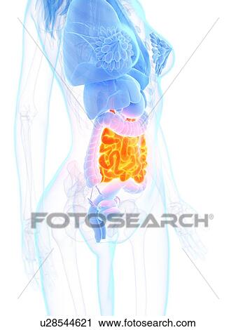 Stock Image - Small intestine, illustration. Fotosearch