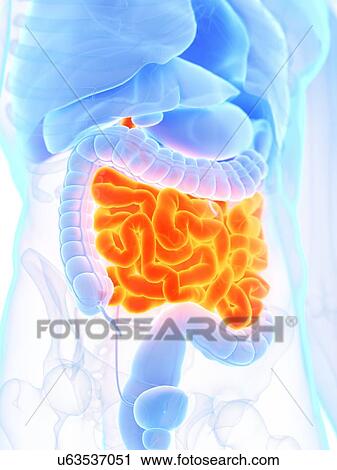 Small intestine, illustration View Large Photo Image Stock Image - Small intestine, illustration. Fotosearch
