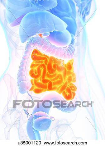 Stock Image - Small intestine, illustration. Fotosearch
