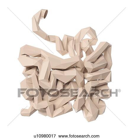 Stock Photo - Small intestine, illustration. Fotosearch