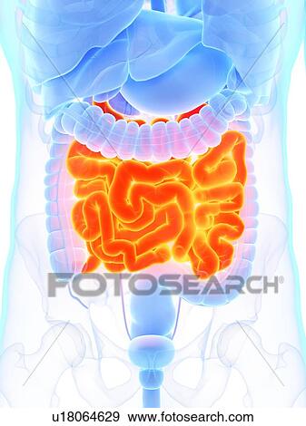 Stock Photo - Small intestine, illustration. Fotosearch