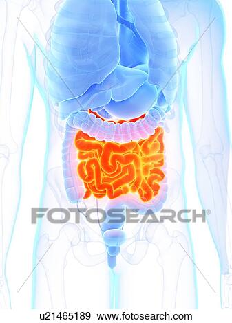 Small intestine, illustration View Large Photo Image Stock Photo - Small intestine, illustration. Fotosearch