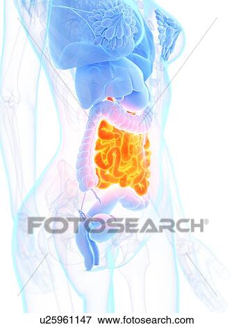 Small intestine, illustration View Large Photo Image Stock Photo - Small intestine, illustration. Fotosearch