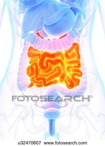 Small intestine, illustration View Large Photo Image Stock Photo - Small intestine, illustration. Fotosearch