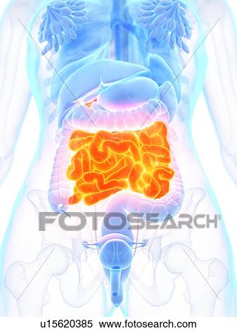 Stock Photography - Small intestine, illustration. Fotosearch
