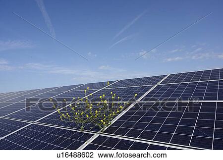 Solar panels at solar farm, Geldermalsen, Gelderland, Netherlands View Large Photo Image Stock Image - Solar panels at solar farm, Geldermalsen, Gelderland, Netherlands. Fotosearch