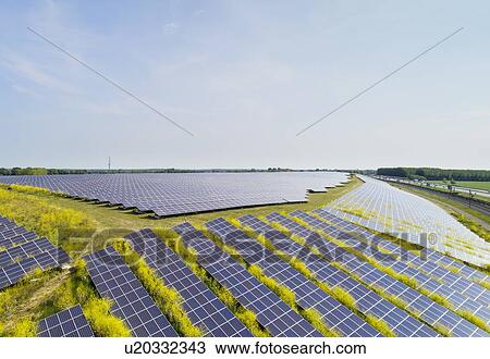 Stock Image - Solar panels surrounded by mustard plants at solar farm, Geldermalsen, Gelderland, Netherlands. Fotosearch
