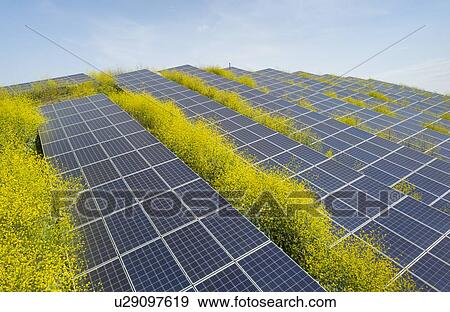 Solar panels surrounded by mustard plants at solar farm, Geldermalsen, Gelderland, Netherlands View Large Photo Image Stock Photo - Solar panels surrounded by mustard plants at solar farm, Geldermalsen, Gelderland, Netherlands. Fotosearch