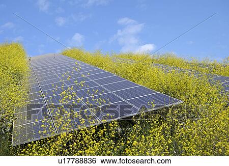 Solar panels surrounded by mustard plants at solar farm, Geldermalsen, Gelderland, Netherlands View Large Photo Image Stock Photograph - Solar panels surrounded by mustard plants at solar farm, Geldermalsen, Gelderland, Netherlands. Fotosearch