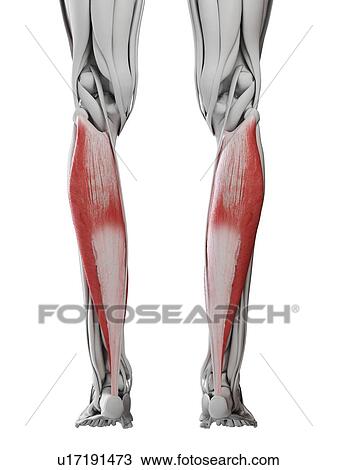 Soleus muscle, illustration View Large Photo Image Stock Image - Soleus muscle, illustration. Fotosearch