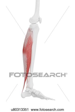 Stock Image - Soleus muscle, illustration. Fotosearch