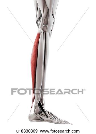 Stock Photo - Soleus muscle, illustration. Fotosearch