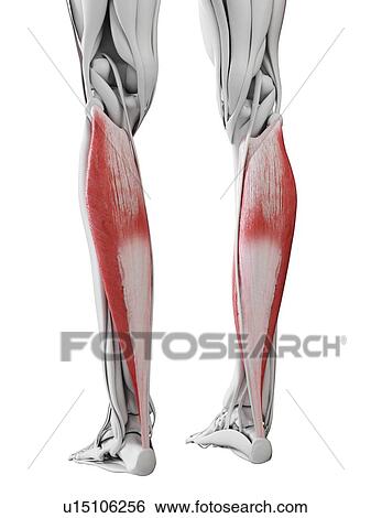 Stock Photograph - Soleus muscle, illustration. Fotosearch