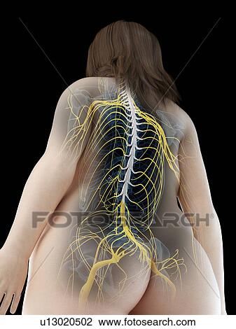 Spinal cord, illustration View Large Photo Image Stock Image - Spinal cord, illustration. Fotosearch