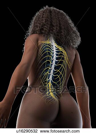 Stock Image - Spinal cord, illustration. Fotosearch