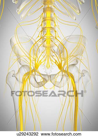Stock Image - Spinal cord, illustration. Fotosearch