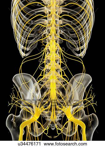 Spinal cord, illustration View Large Photo Image Stock Image - Spinal cord, illustration. Fotosearch