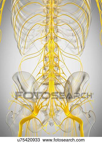 Stock Image - Spinal cord, illustration. Fotosearch