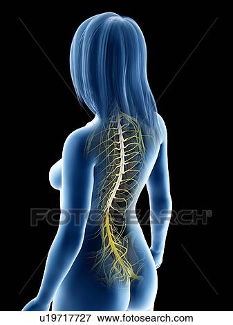 Stock Photo - Spinal cord, illustration. Fotosearch