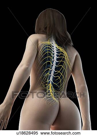 Stock Photography - Spinal cord, illustration. Fotosearch