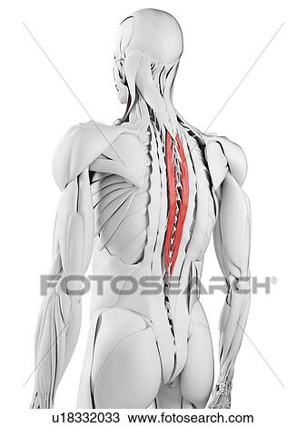 Stock Image - Spinalis thoracis muscle, illustration. Fotosearch