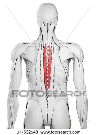 Stock Photo - Spinalis thoracis muscle, illustration. Fotosearch