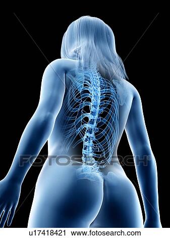 Spine, illustration View Large Photo Image Stock Image - Spine, illustration. Fotosearch