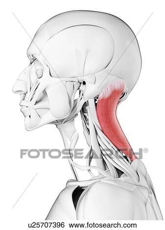 Splenius capitis muscle, illustration View Large Photo Image Stock Photograph - Splenius capitis muscle, illustration. Fotosearch