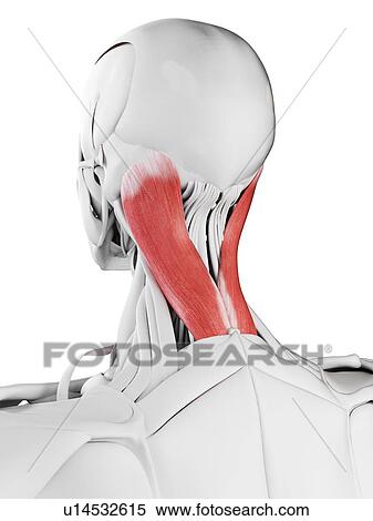 Stock Photography - Splenius capitis muscle, illustration. Fotosearch