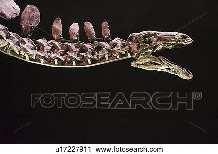 Stock Image - Stegosaurus head. Fotosearch