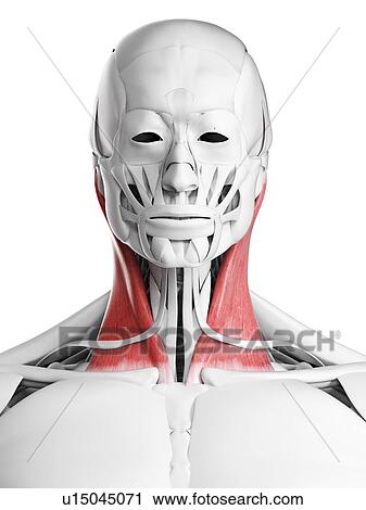 Sternoclaidomastoid muscle, illustration View Large Photo Image Stock Image - Sternoclaidomastoid muscle, illustration. Fotosearch