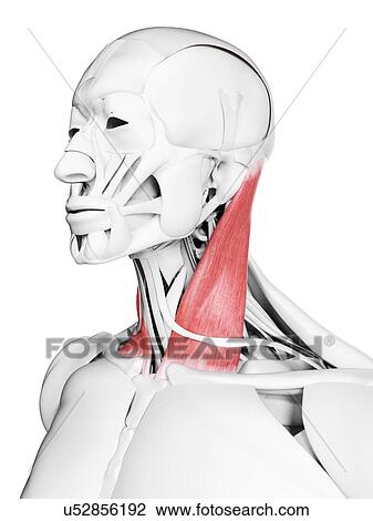 Stock Image - Sternoclaidomastoid muscle, illustration. Fotosearch